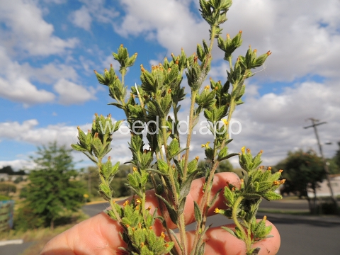 tarweed, cluster